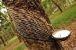 Giá cao su TOCOM giảm mạnh trở lại 